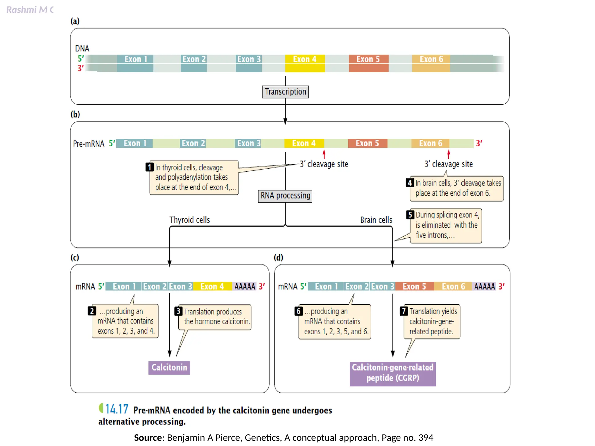 Rashmi M G
Source: Benjamin A Pierce, Genetics, A conceptual approach, Page no. 394
 