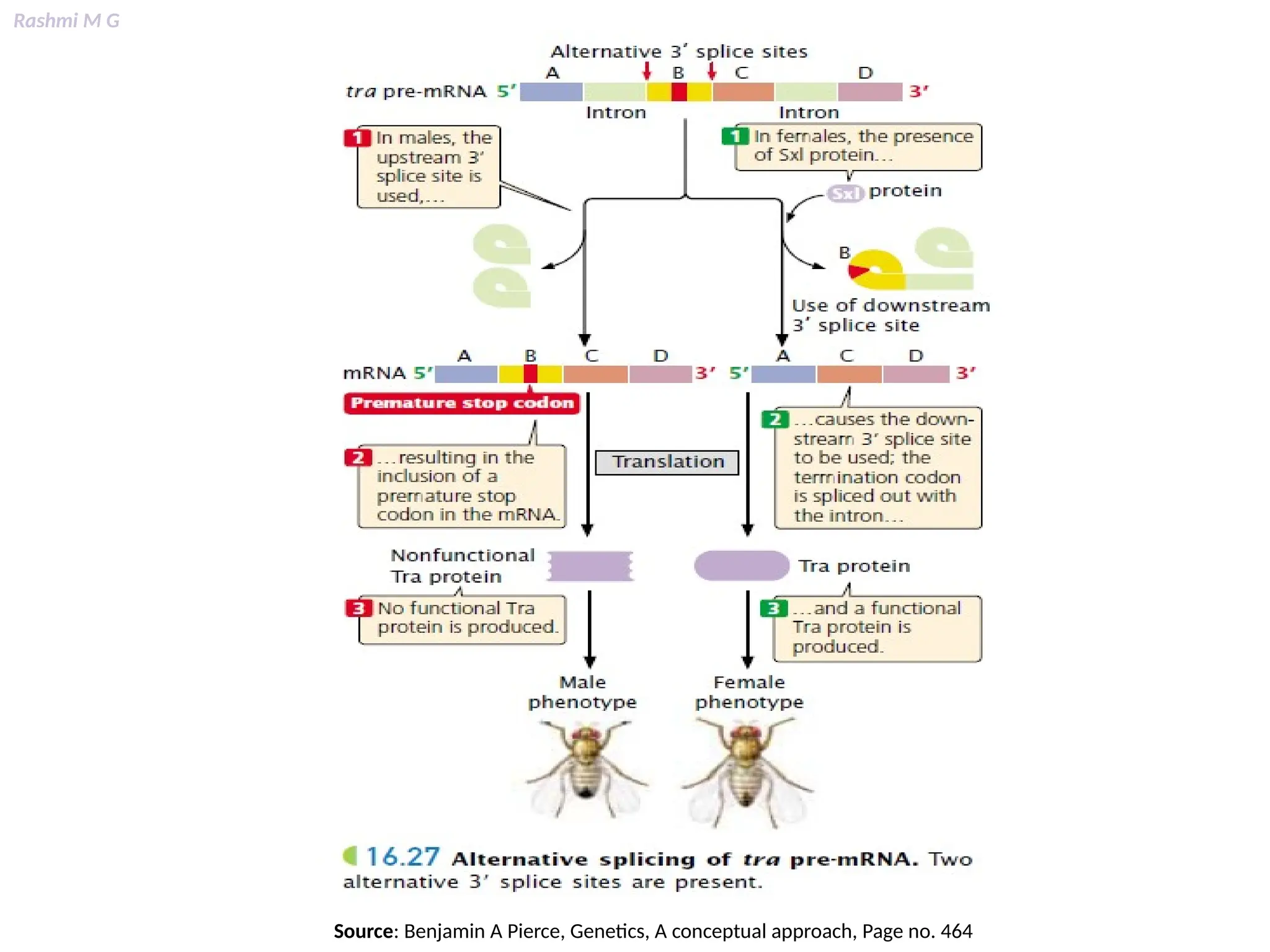 Rashmi M G
Source: Benjamin A Pierce, Genetics, A conceptual approach, Page no. 464
 