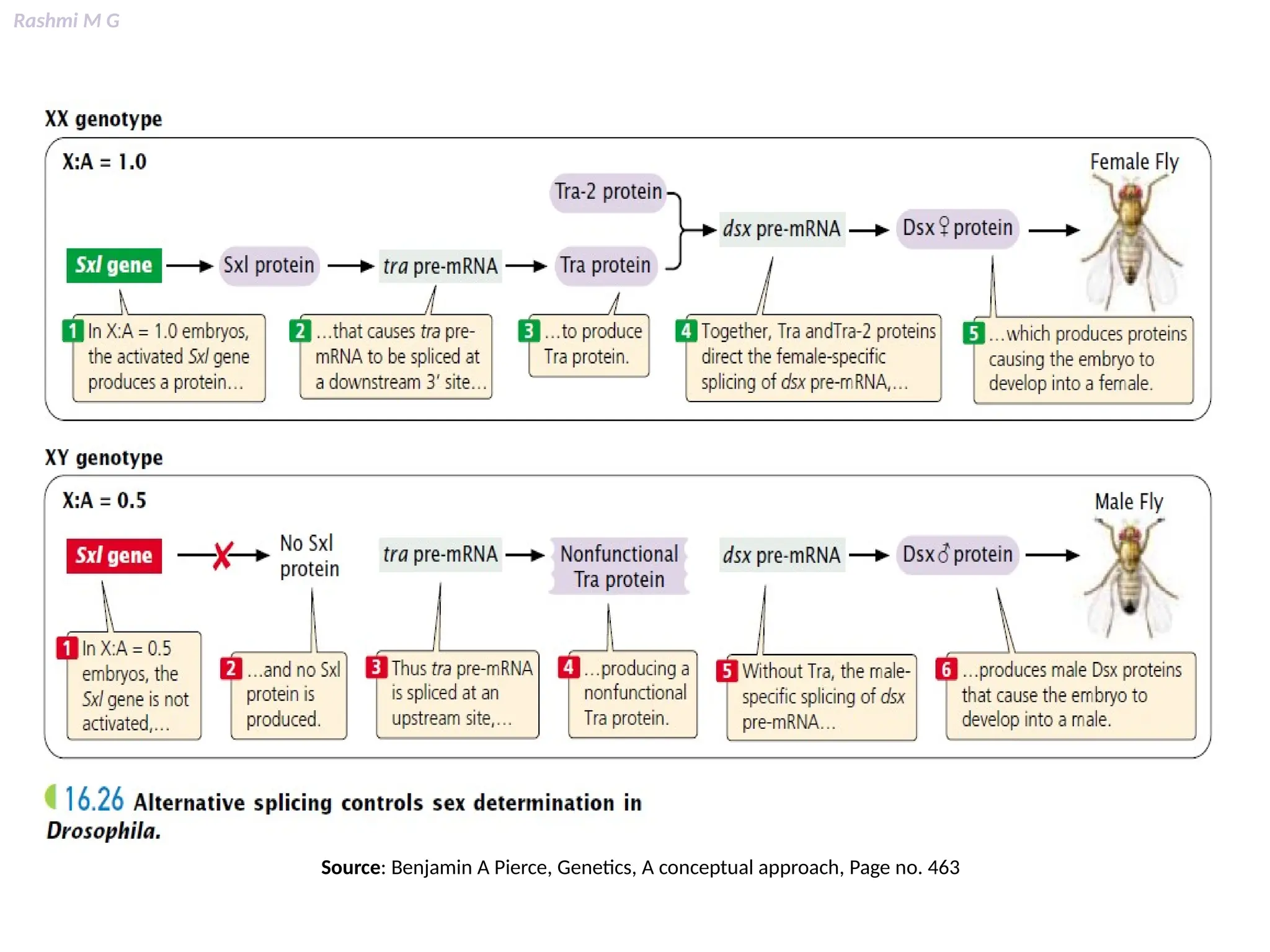 Rashmi M G
Source: Benjamin A Pierce, Genetics, A conceptual approach, Page no. 463
 