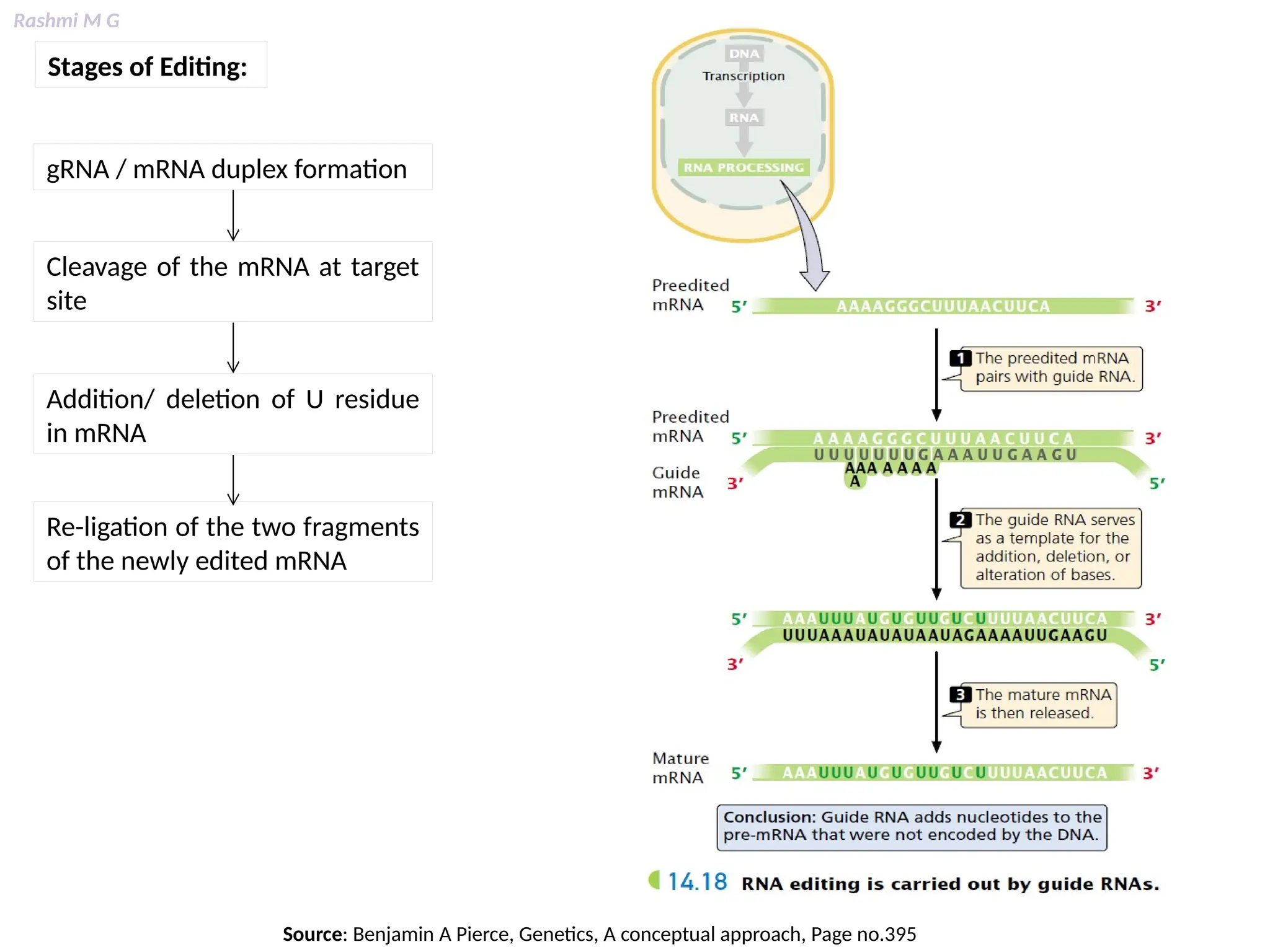 Rashmi M G
Stages of Editing:
gRNA / mRNA duplex formation
Cleavage of the mRNA at target
site
Addition/ deletion of U residue
in mRNA
Re-ligation of the two fragments
of the newly edited mRNA
Source: Benjamin A Pierce, Genetics, A conceptual approach, Page no.395
 