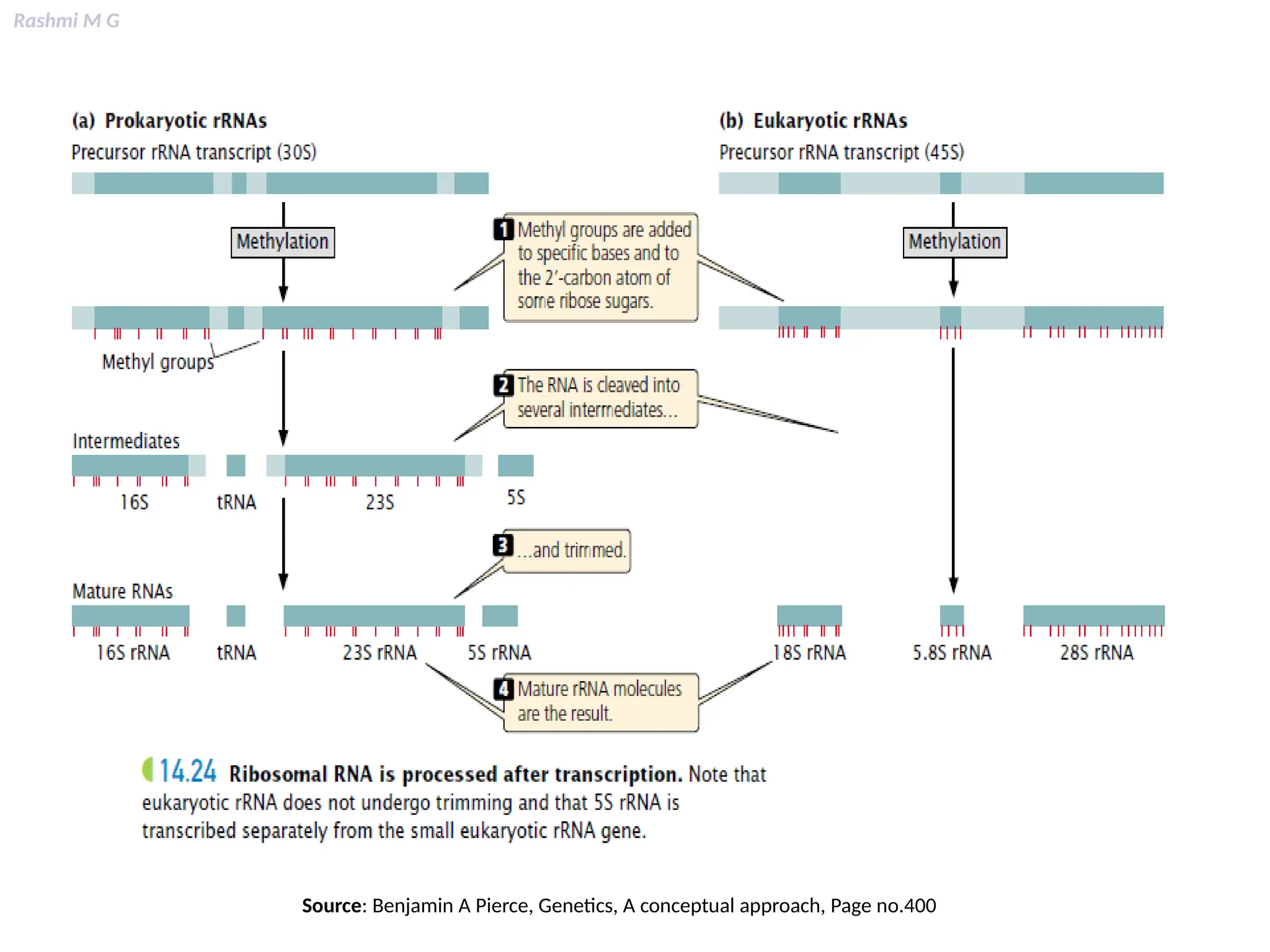 Rashmi M G
Source: Benjamin A Pierce, Genetics, A conceptual approach, Page no.400
 