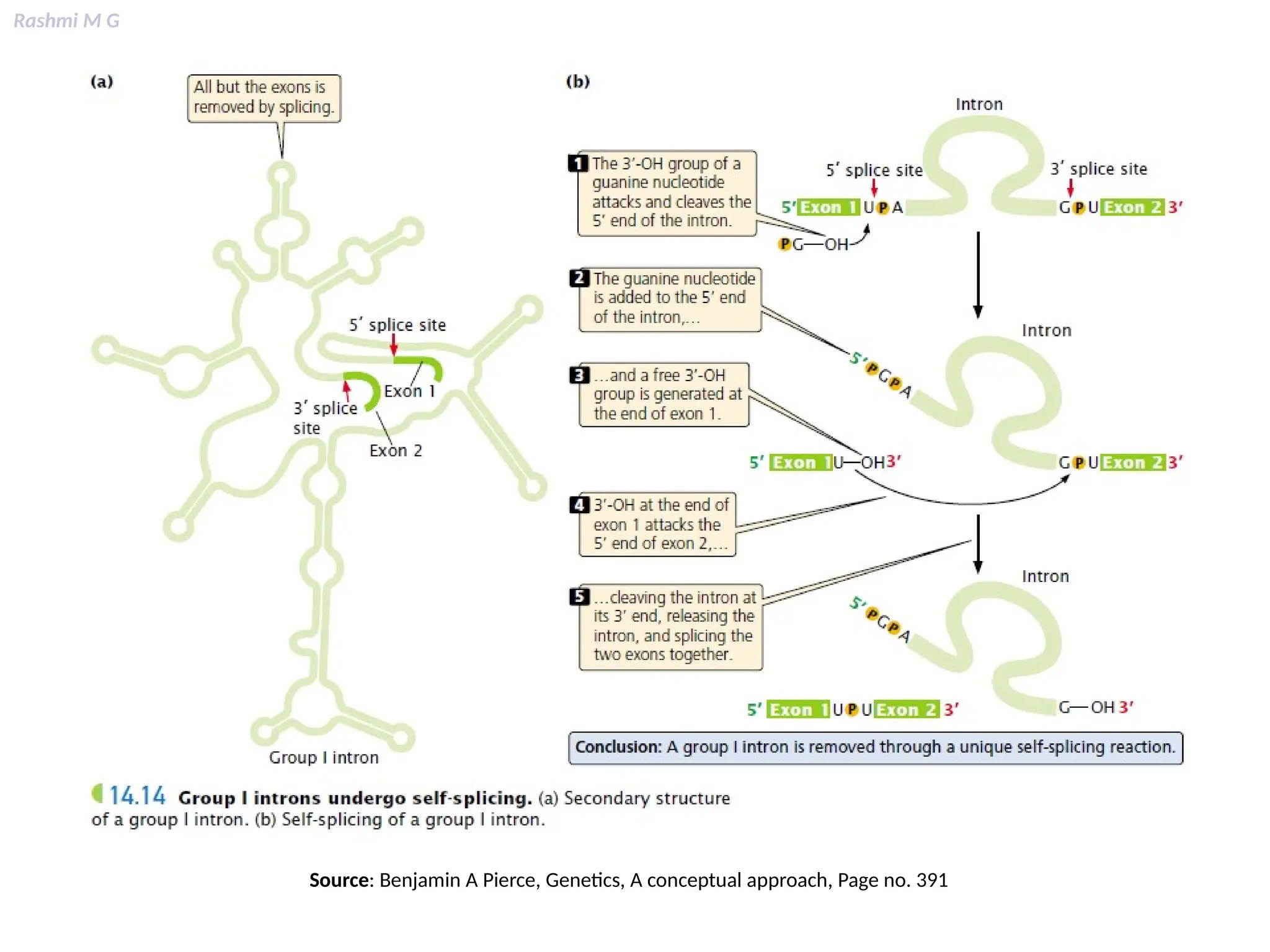 Rashmi M G
Source: Benjamin A Pierce, Genetics, A conceptual approach, Page no. 391
 