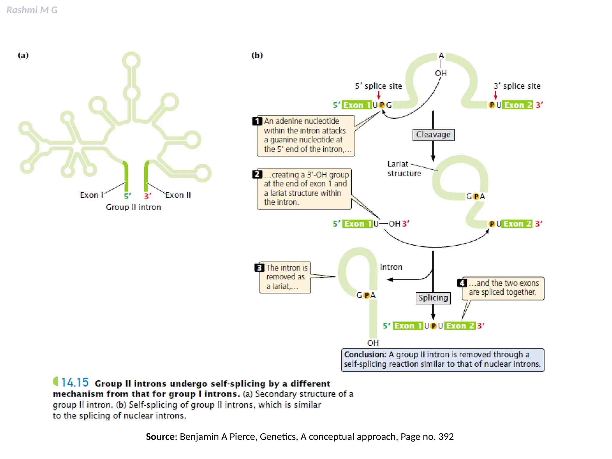 Rashmi M G
Source: Benjamin A Pierce, Genetics, A conceptual approach, Page no. 392
 