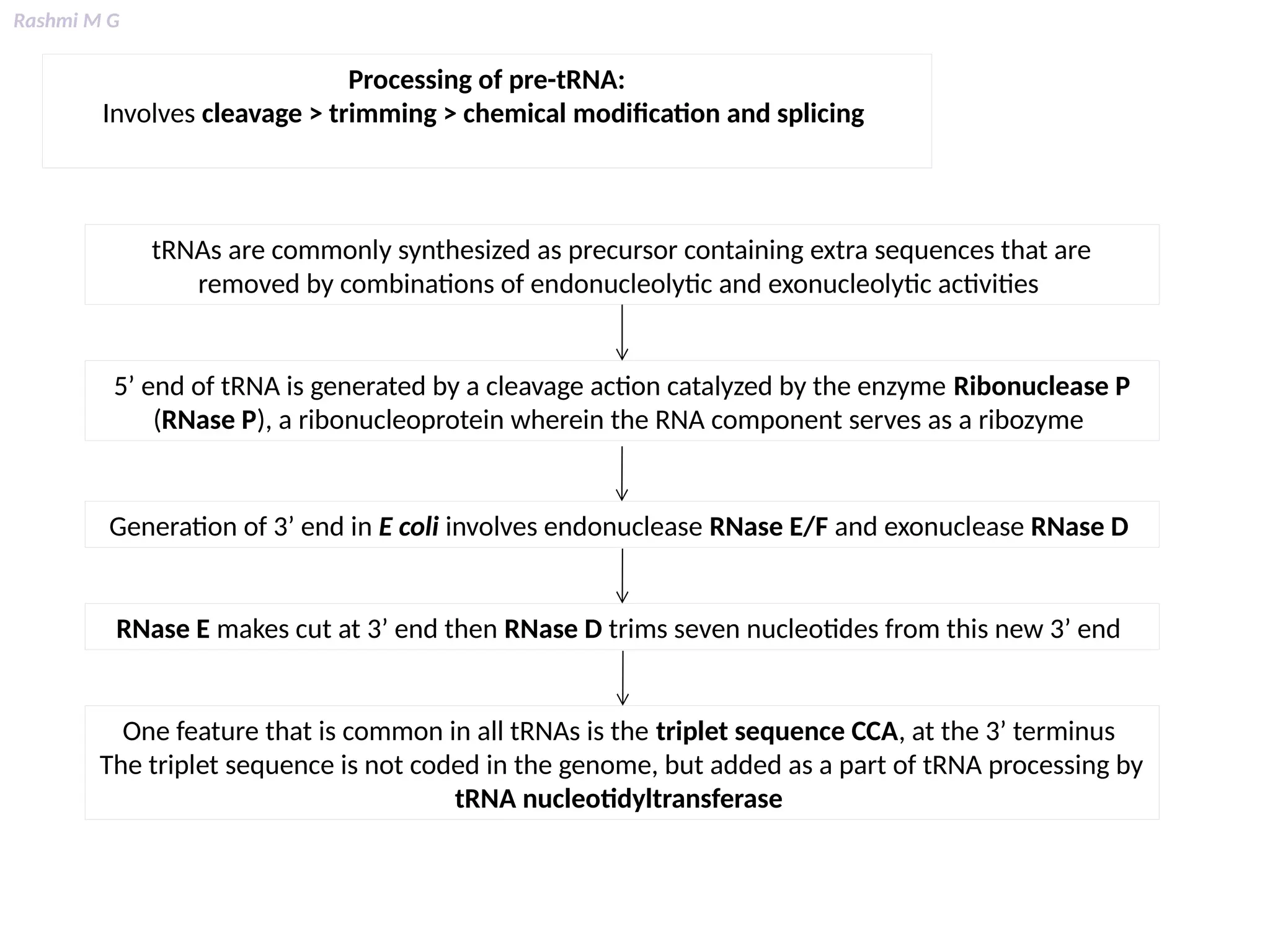 Rashmi M G
Processing of pre-tRNA:
Involves cleavage > trimming > chemical modification and splicing
tRNAs are commonly synthesized as precursor containing extra sequences that are
removed by combinations of endonucleolytic and exonucleolytic activities
5’ end of tRNA is generated by a cleavage action catalyzed by the enzyme Ribonuclease P
(RNase P), a ribonucleoprotein wherein the RNA component serves as a ribozyme
Generation of 3’ end in E coli involves endonuclease RNase E/F and exonuclease RNase D
RNase E makes cut at 3’ end then RNase D trims seven nucleotides from this new 3’ end
One feature that is common in all tRNAs is the triplet sequence CCA, at the 3’ terminus
The triplet sequence is not coded in the genome, but added as a part of tRNA processing by
tRNA nucleotidyltransferase
 