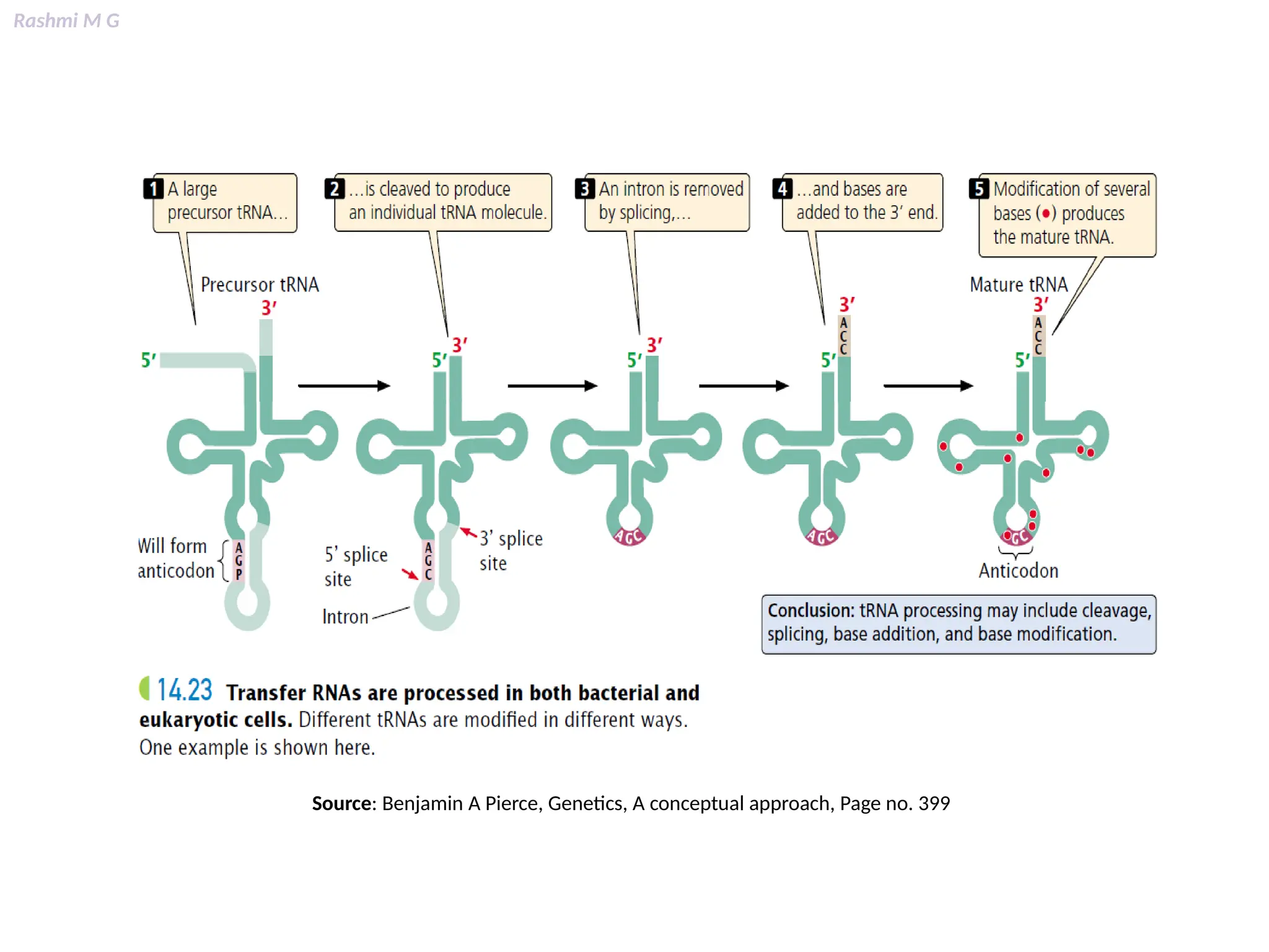 Rashmi M G
Source: Benjamin A Pierce, Genetics, A conceptual approach, Page no. 399
 