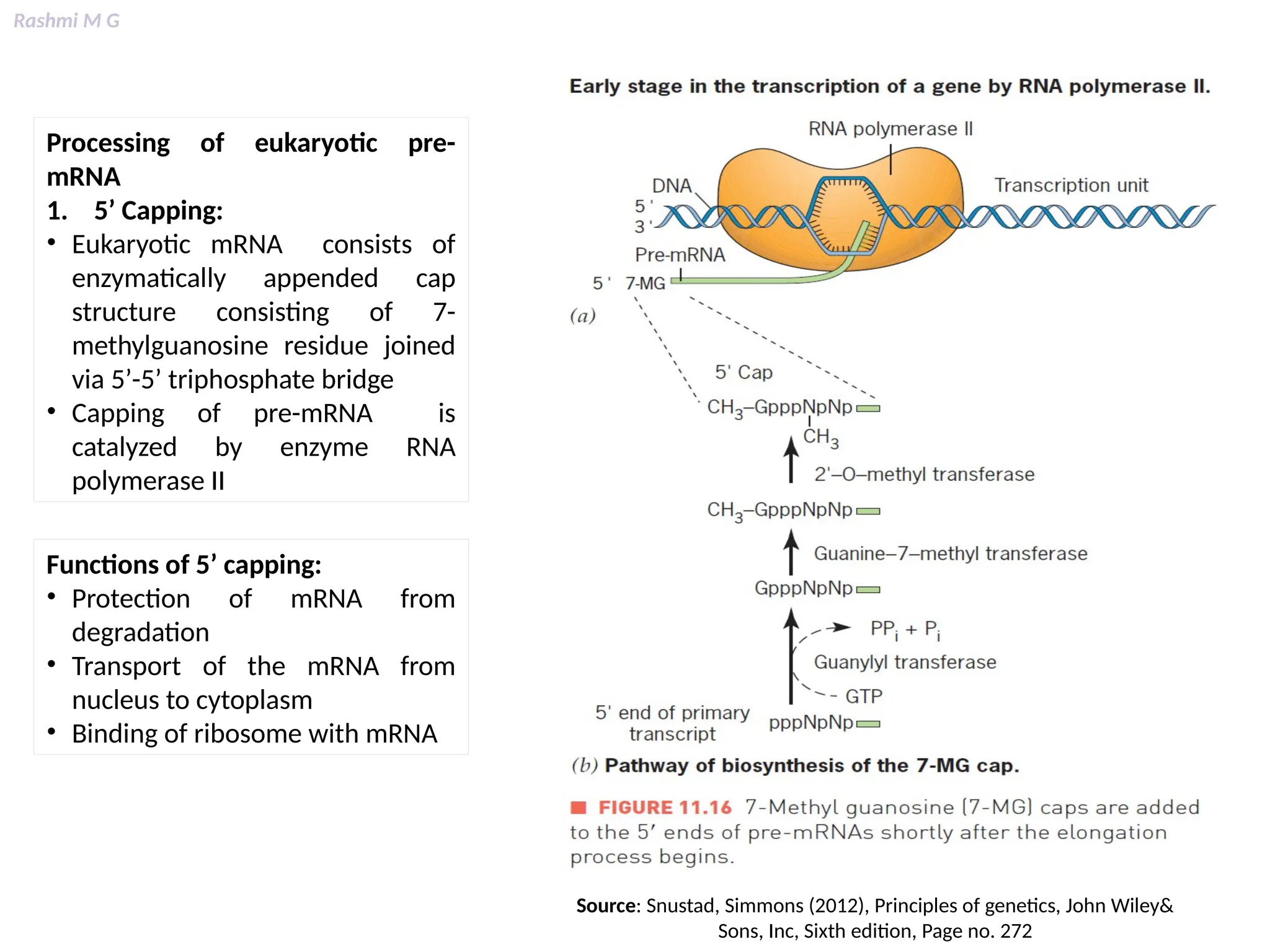 Rashmi M G
Processing of eukaryotic pre-
mRNA
1. 5’ Capping:
• Eukaryotic mRNA consists of
enzymatically appended cap
structure consisting of 7-
methylguanosine residue joined
via 5’-5’ triphosphate bridge
• Capping of pre-mRNA is
catalyzed by enzyme RNA
polymerase II
Functions of 5’ capping:
• Protection of mRNA from
degradation
• Transport of the mRNA from
nucleus to cytoplasm
• Binding of ribosome with mRNA
Source: Snustad, Simmons (2012), Principles of genetics, John Wiley&
Sons, Inc, Sixth edition, Page no. 272
 