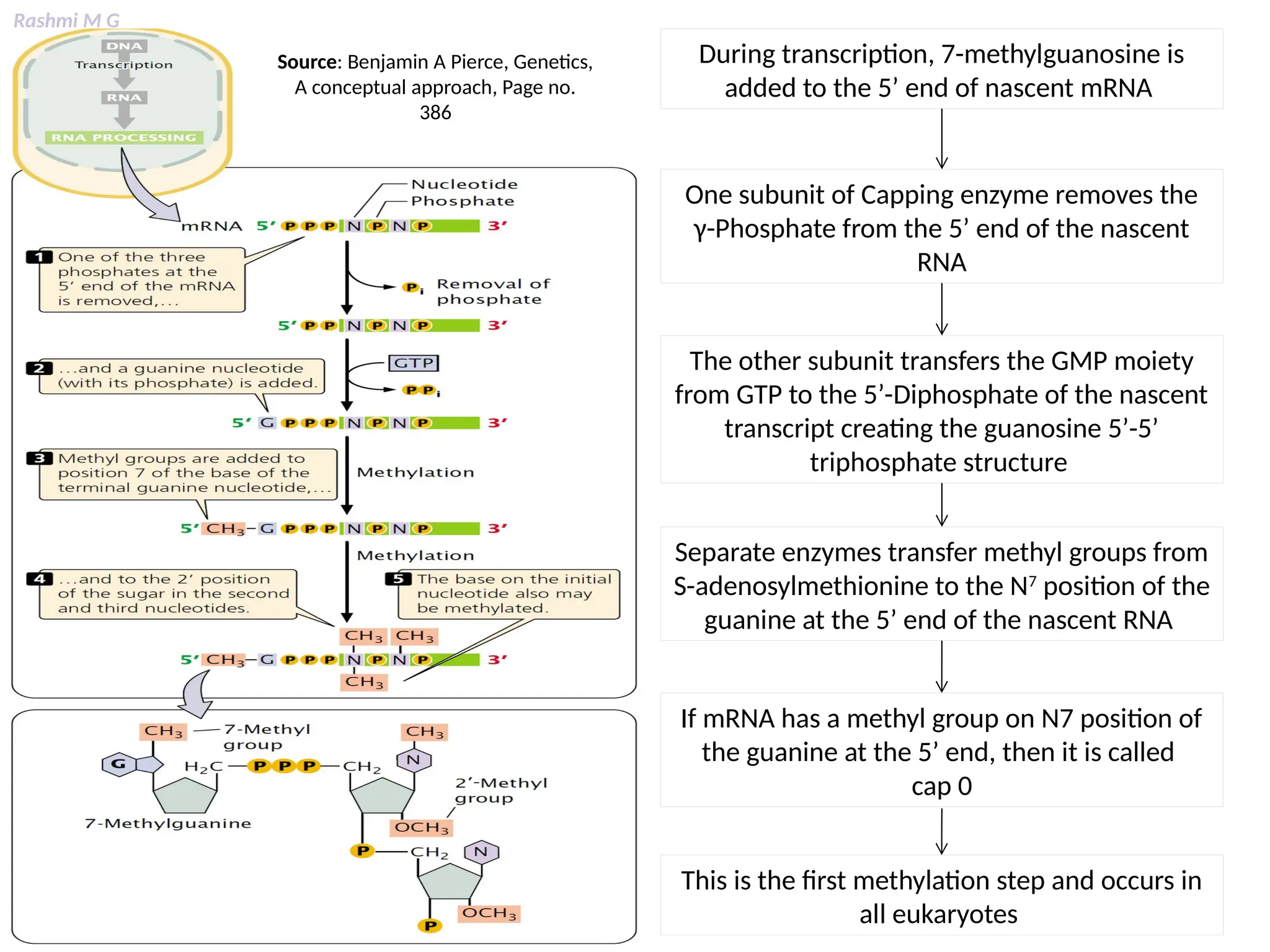 Rashmi M G
During transcription, 7-methylguanosine is
added to the 5’ end of nascent mRNA
One subunit of Capping enzyme removes the
γ-Phosphate from the 5’ end of the nascent
RNA
The other subunit transfers the GMP moiety
from GTP to the 5’-Diphosphate of the nascent
transcript creating the guanosine 5’-5’
triphosphate structure
Separate enzymes transfer methyl groups from
S-adenosylmethionine to the N7
position of the
guanine at the 5’ end of the nascent RNA
If mRNA has a methyl group on N7 position of
the guanine at the 5’ end, then it is called
cap 0
This is the first methylation step and occurs in
all eukaryotes
Source: Benjamin A Pierce, Genetics,
A conceptual approach, Page no.
386
 