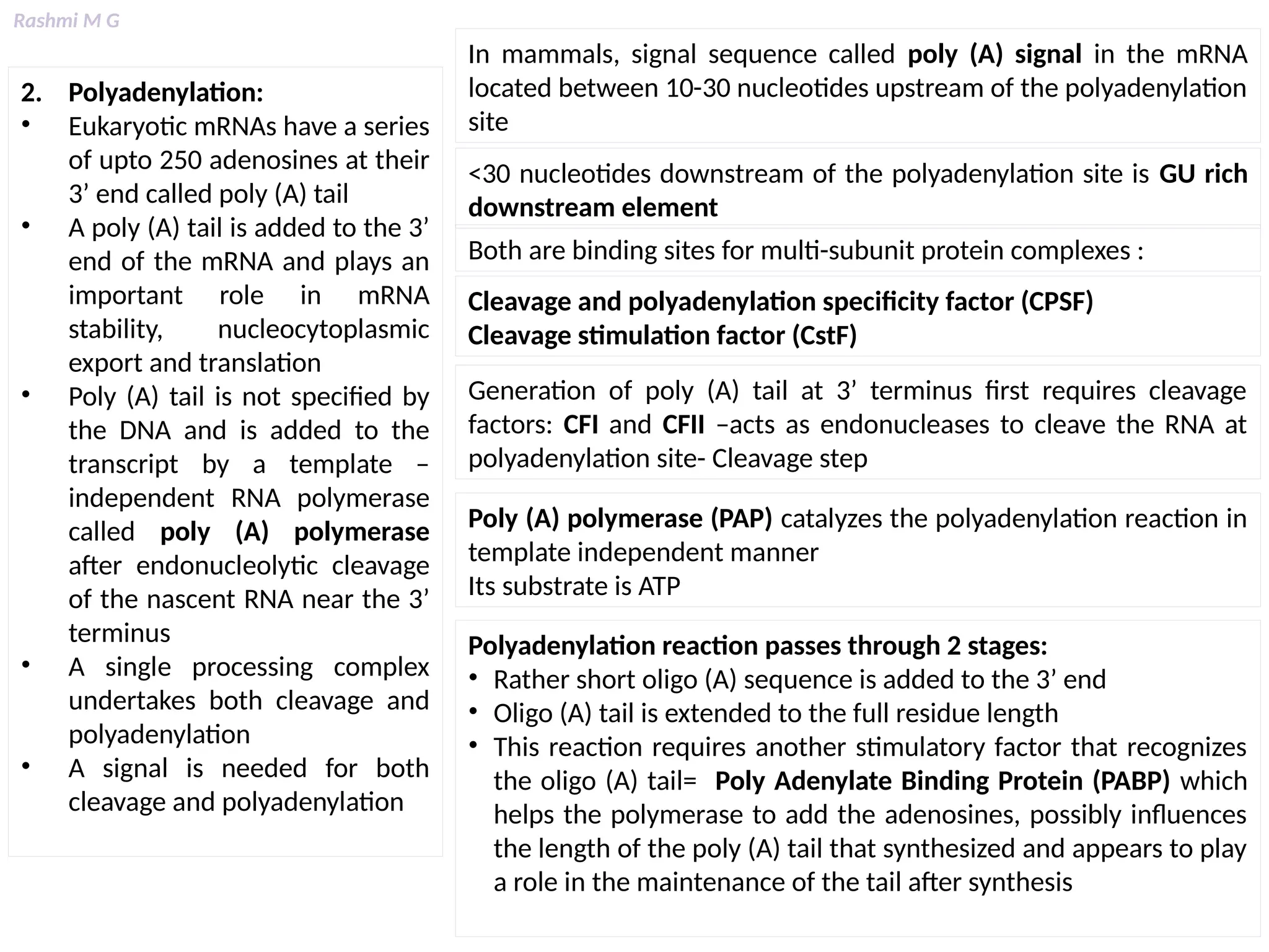 Rashmi M G
2. Polyadenylation:
• Eukaryotic mRNAs have a series
of upto 250 adenosines at their
3’ end called poly (A) tail
• A poly (A) tail is added to the 3’
end of the mRNA and plays an
important role in mRNA
stability, nucleocytoplasmic
export and translation
• Poly (A) tail is not specified by
the DNA and is added to the
transcript by a template –
independent RNA polymerase
called poly (A) polymerase
after endonucleolytic cleavage
of the nascent RNA near the 3’
terminus
• A single processing complex
undertakes both cleavage and
polyadenylation
• A signal is needed for both
cleavage and polyadenylation
In mammals, signal sequence called poly (A) signal in the mRNA
located between 10-30 nucleotides upstream of the polyadenylation
site
<30 nucleotides downstream of the polyadenylation site is GU rich
downstream element
Both are binding sites for multi-subunit protein complexes :
Cleavage and polyadenylation specificity factor (CPSF)
Cleavage stimulation factor (CstF)
Generation of poly (A) tail at 3’ terminus first requires cleavage
factors: CFI and CFII –acts as endonucleases to cleave the RNA at
polyadenylation site- Cleavage step
Poly (A) polymerase (PAP) catalyzes the polyadenylation reaction in
template independent manner
Its substrate is ATP
Polyadenylation reaction passes through 2 stages:
• Rather short oligo (A) sequence is added to the 3’ end
• Oligo (A) tail is extended to the full residue length
• This reaction requires another stimulatory factor that recognizes
the oligo (A) tail= Poly Adenylate Binding Protein (PABP) which
helps the polymerase to add the adenosines, possibly influences
the length of the poly (A) tail that synthesized and appears to play
a role in the maintenance of the tail after synthesis
 