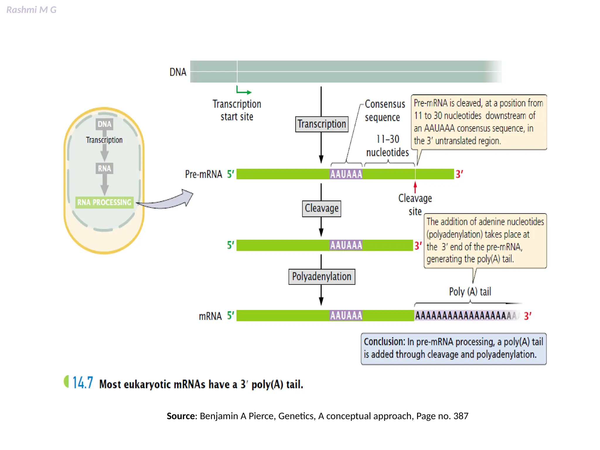 Rashmi M G
Source: Benjamin A Pierce, Genetics, A conceptual approach, Page no. 387
 