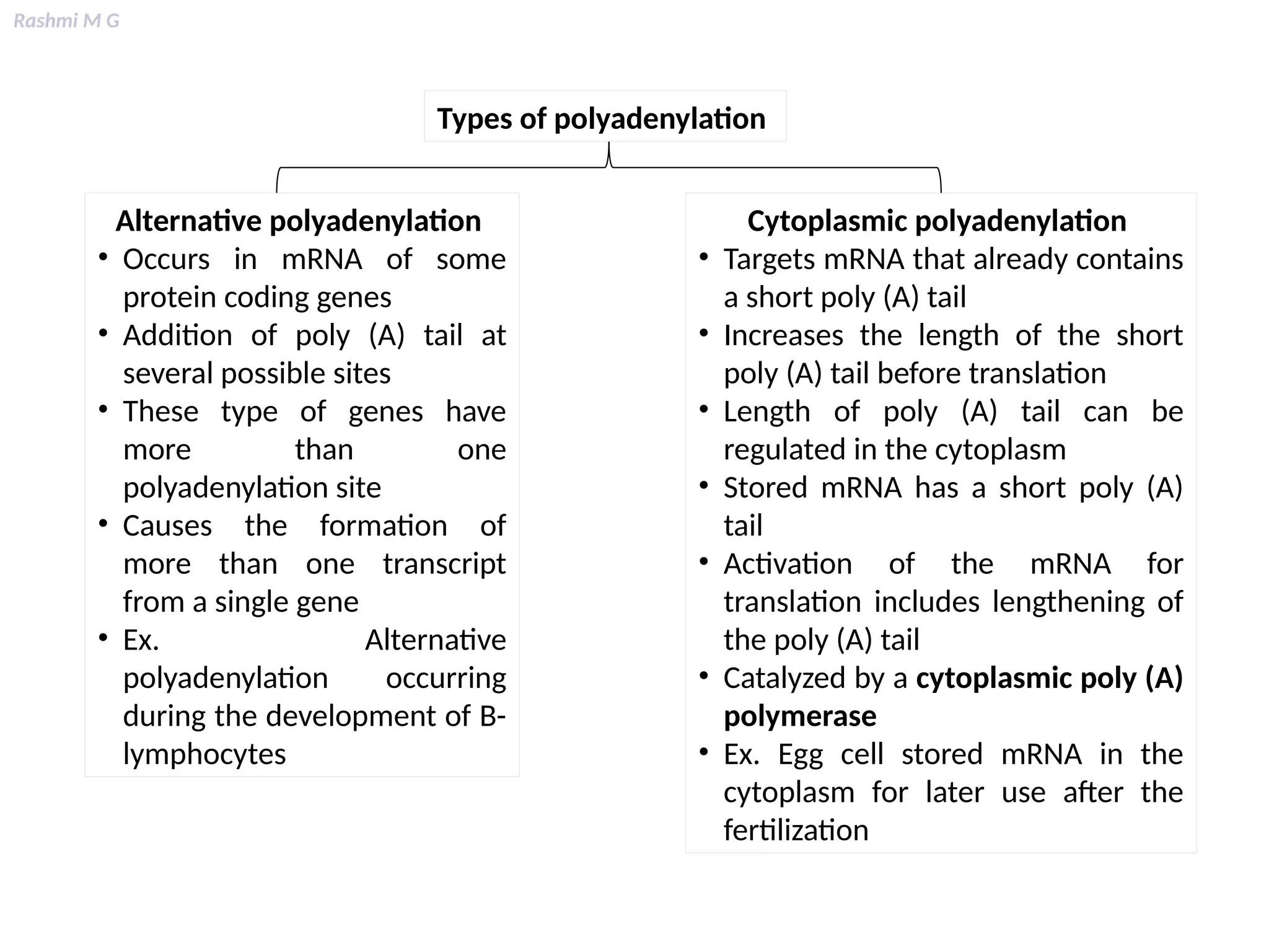 Rashmi M G
Types of polyadenylation
Alternative polyadenylation
• Occurs in mRNA of some
protein coding genes
• Addition of poly (A) tail at
several possible sites
• These type of genes have
more than one
polyadenylation site
• Causes the formation of
more than one transcript
from a single gene
• Ex. Alternative
polyadenylation occurring
during the development of B-
lymphocytes
Cytoplasmic polyadenylation
• Targets mRNA that already contains
a short poly (A) tail
• Increases the length of the short
poly (A) tail before translation
• Length of poly (A) tail can be
regulated in the cytoplasm
• Stored mRNA has a short poly (A)
tail
• Activation of the mRNA for
translation includes lengthening of
the poly (A) tail
• Catalyzed by a cytoplasmic poly (A)
polymerase
• Ex. Egg cell stored mRNA in the
cytoplasm for later use after the
fertilization
 