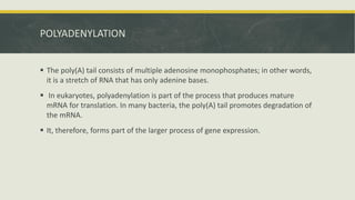 Polyadenilation Comprehensive Overview of RNA Processing: From Transcription to ...