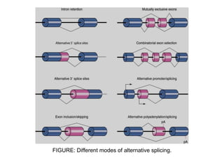Steps for RNA processing in general .ppt
