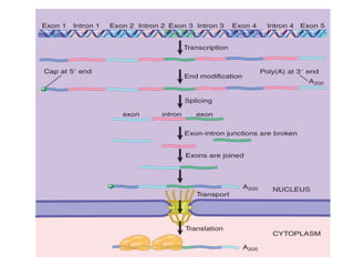 Steps for RNA processing in general .ppt
