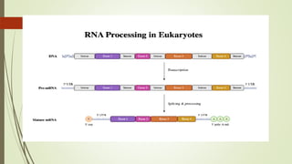 Rna Processing Pathways Comprehensive Overview of RNA Processing and Protein Synthesis ...
