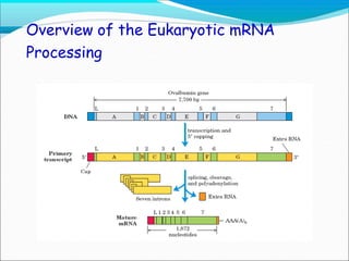 RNA processing and Splicing.pptx