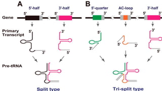 RNA processing complete.pptx