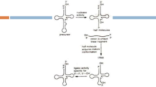 RNA processing complete.pptx