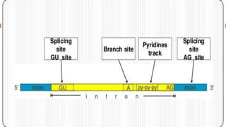 RNA processing complete.pptx