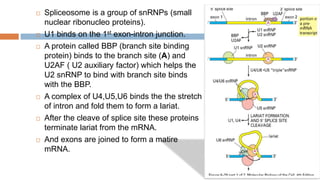 RNA processing complete.pptx