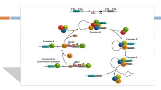 RNA processing complete.pptx