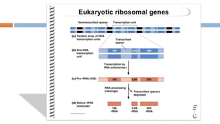 RNA processing complete.pptx