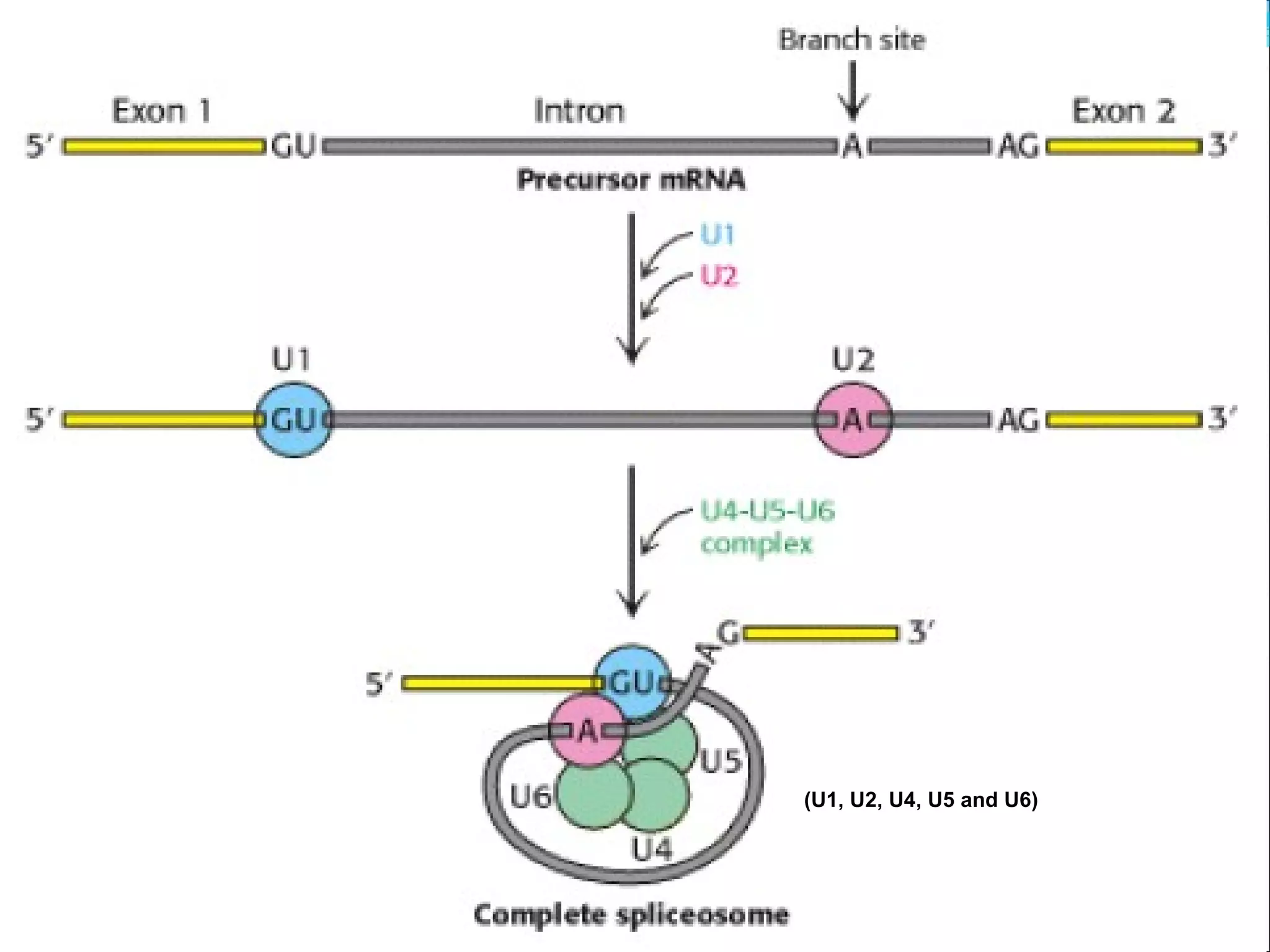 RNA processing final eukaryotes. | PPT