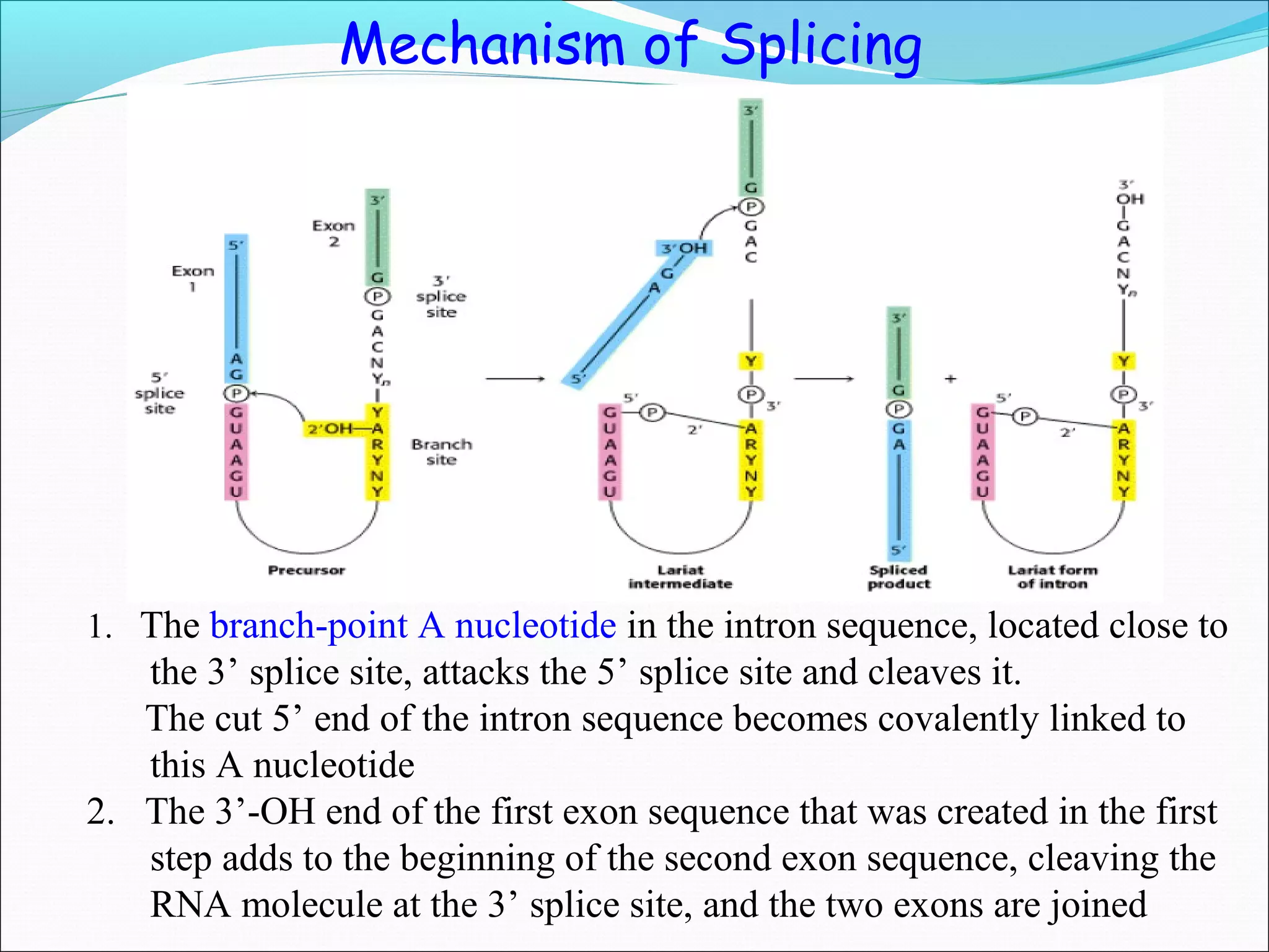 RNA processing final eukaryotes. | PPT