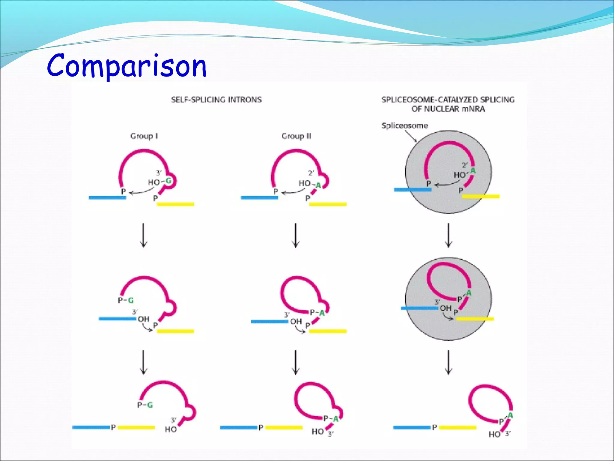 RNA processing final eukaryotes. | PPT