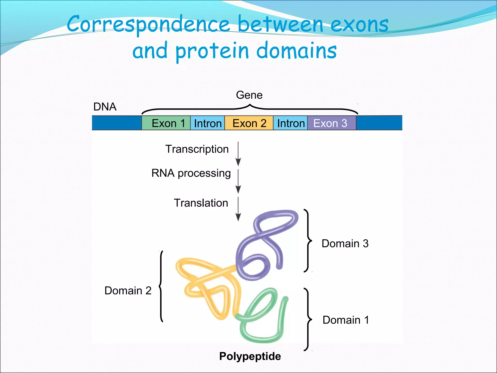 RNA processing final eukaryotes. | PPT