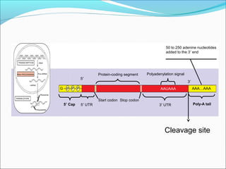 RNA processing final eukaryotes. | PPT