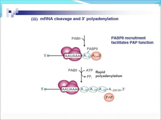 RNA processing final eukaryotes. | PPT