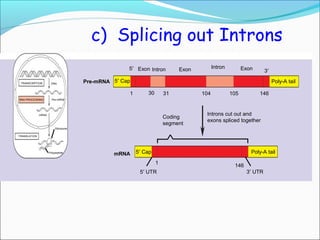 RNA processing final eukaryotes. | PPT