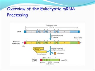 RNA processing final eukaryotes. | PPT
