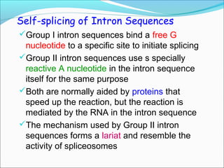 RNA processing final eukaryotes. | PPT
