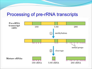 RNA processing final eukaryotes. | PPT