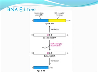 RNA processing final eukaryotes. | PPT