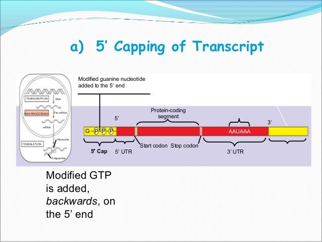 dna transcription and translation