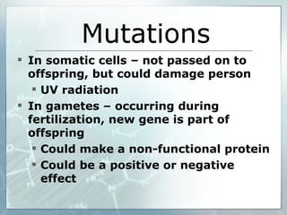 Mutations In somatic cells – not passed on to offspring, but could damage person UV radiation In gametes – occurring during fertilization, new gene is part of offspring Could make a non-functional protein Could be a positive or negative effect 