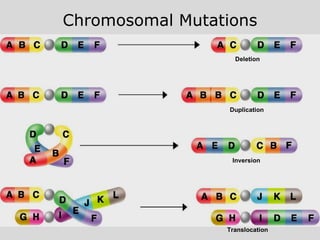Chromosomal Mutations Deletion Duplication Inversion Translocation 