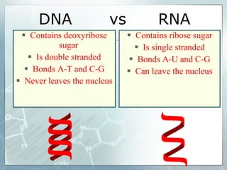 DNA  vs  RNA Contains deoxyribose sugar Is double stranded Bonds A-T and C-G Never leaves the nucleus Contains ribose sugar Is single stranded Bonds A-U and C-G Can leave the nucleus 