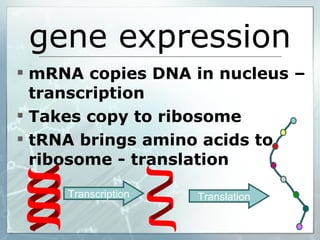 gene expression mRNA copies DNA in nucleus – transcription Takes copy to ribosome tRNA brings amino acids to ribosome - translation Transcription Translation 