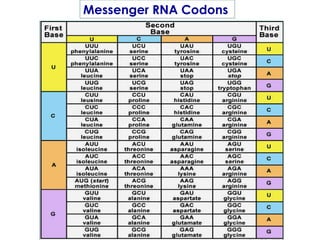 Messenger RNA Codons 