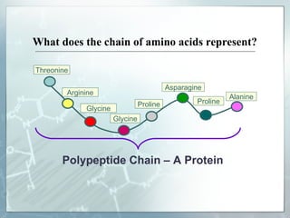 What does the chain of amino acids represent? Polypeptide Chain – A Protein Threonine Arginine Glycine Glycine Proline Asparagine Proline Alanine 