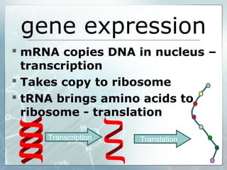 gene expression
 mRNA copies DNA in nucleus –
transcription
 Takes copy to ribosome
 tRNA brings amino acids to
ribosome - translation
Transcription Translation
 