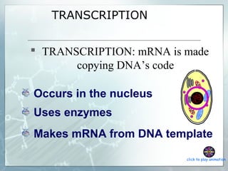 TRANSCRIPTION
 TRANSCRIPTION: mRNA is made
copying DNA’s code
Uses enzymes
Makes mRNA from DNA template
Occurs in the nucleus
click to play animation
 
