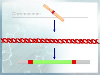 Chromosome
DNA
Gene
 