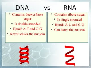 DNA vs RNA
 Contains deoxyribose
sugar
 Is double stranded
 Bonds A-T and C-G
 Never leaves the nucleus
 Contains ribose sugar
 Is single stranded
 Bonds A-U and C-G
 Can leave the nucleus
 