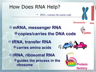 How Does RNA Help?
 DNA - contains the master code
tRNA
towing
Amino acid
mRNA
Protein
factory
tRNA, transfer RNA
carries amino acids
rRNA, ribosomal RNA
guides the process in the
ribosome
mRNA, messenger RNA
copies/carries the DNA code
Chromosome DNA
 