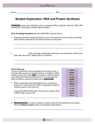 Name: ______________________________________                Date: ________________________



      Student Exploration: RNA and Protein Synthesis

Vocabulary: amino acid, anticodon, codon, messenger RNA, nucleotide, ribosome, RNA, RNA
polymerase, transcription, transfer RNA, translation


Prior Knowledge Questions (Do these BEFORE using the Gizmo.)

1. Suppose you want to design and build a house. How would you communicate your design
   plans with the construction crew that would work on the house?

     _________________________________________________________________________

     _________________________________________________________________________


2.                        Cells build large, complicated molecules, such as proteins. What do you
     think cells use as their “design plans” for proteins?

     _________________________________________________________________________

     _________________________________________________________________________


Gizmo Warm-up
Just as a construction crew uses blueprints to build a house, a
cell uses DNA as plans for building proteins. In addition to DNA,
another nucleic acid, called RNA, is involved in making proteins.
In the RNA and Protein Synthesis Gizmo™, you will use both
DNA and RNA to construct a protein out of amino acids.

1. DNA is composed of the bases adenine (A), cytosine (C),
   guanine (G), and thymine (T). RNA is composed of adenine,
   cytosine, guanine, and uracil (U).

     Look at the SIMULATION pane. Is the shown molecule DNA
     or RNA? How do you know?

     ________________________________________________


2. RNA polymerase is a type of enzyme. Enzymes help chemical reactions occur quickly.
   Click the Release enzyme button, and describe what happens.

     _________________________________________________________________________
 