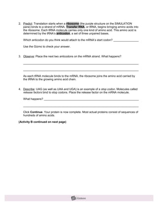 2. Predict: Translation starts when a ribosome (the purple structure on the SIMULATION
   pane) binds to a strand of mRNA. Transfer RNA, or tRNA, begins bringing amino acids into
   the ribosome. Each tRNA molecule carries only one kind of amino acid. This amino acid is
   determined by the tRNA’s anticodon, a set of three unpaired bases.

   Which anticodon do you think would attach to the mRNA’s start codon? ________________

   Use the Gizmo to check your answer.


3. Observe: Place the next two anticodons on the mRNA strand. What happens?

   _________________________________________________________________________

   _________________________________________________________________________

   As each tRNA molecule binds to the mRNA, the ribosome joins the amino acid carried by
   the tRNA to the growing amino acid chain.


4. Describe: UAG (as well as UAA and UGA) is an example of a stop codon. Molecules called
   release factors bind to stop codons. Place the release factor on the mRNA molecule.

   What happens? ____________________________________________________________

   _________________________________________________________________________

   Click Continue. Your protein is now complete. Most actual proteins consist of sequences of
   hundreds of amino acids.

(Activity B continued on next page)
 